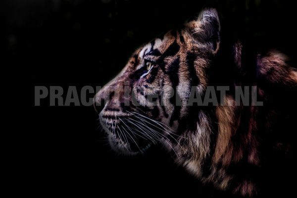 tijger black