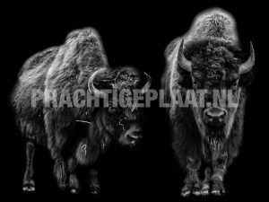Bison Black Background