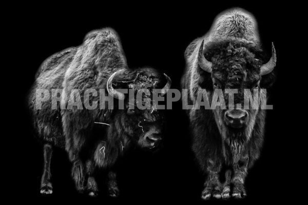 Bison Black Background